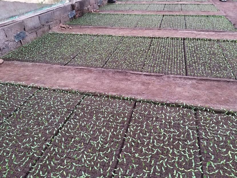 Kualitas Semaian Benih Meningkat Menggunakan Teknologi Soil Block