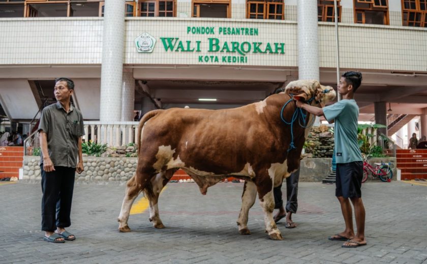 Sambut Idul Adha 1447H, LDII Kota Kediri Apresiasi Bantuan Sapi Kurban Wapres Gibran ke Ponpes Wali Barokah